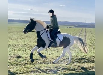 Pintos, Jument, 6 Ans, 150 cm, Pinto