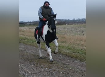 Pintos Croisé, Jument, 6 Ans, 152 cm, Pinto