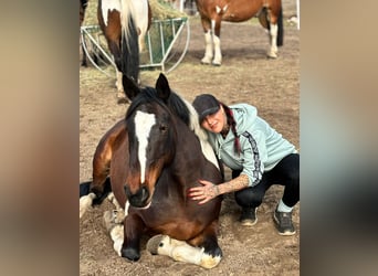 Pintos, Jument, 6 Ans, 155 cm, Pinto