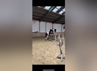 Pintos Croisé, Jument, 6 Ans, 162 cm, Pinto