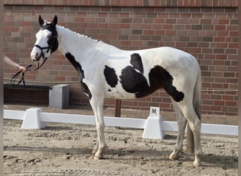 Pintos, Jument, 6 Ans, Pinto