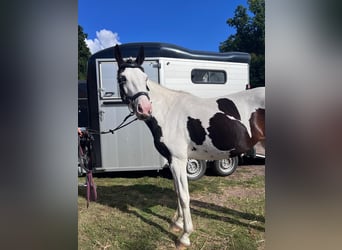 Pintos, Jument, 6 Ans, Pinto