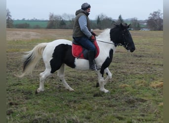 Pintos Croisé, Jument, 7 Ans, 150 cm, Pinto