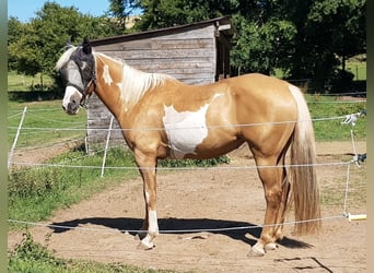 Pintos, Jument, 7 Ans, 160 cm, Palomino