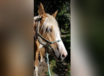 Pintos, Jument, 7 Ans, 160 cm, Palomino