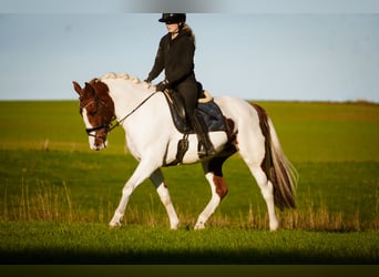 Pintos, Jument, 7 Ans, 162 cm, Pinto