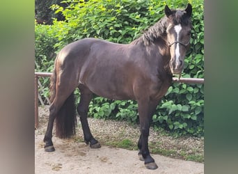 Pintos, Jument, 9 Ans, 139 cm, Bai brun foncé