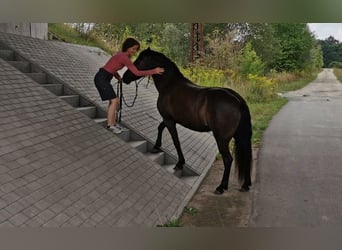 Pintos, Jument, 9 Ans, 139 cm, Bai brun foncé