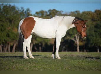 Pintos, Jument, 9 Ans, 147 cm, Buckskin