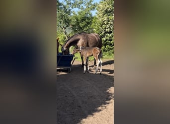 Pintos, Jument, Poulain (06/2026), 148 cm, Pinto