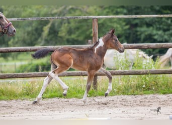 Pintos, Jument, Poulain (06/2026), 150 cm, Pinto