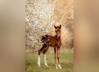 Pintos, Jument, Poulain (03/2024), 152 cm, Tobiano-toutes couleurs