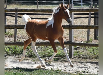 Pintos, Jument, Poulain (04/2026), 154 cm, Tobiano-toutes couleurs