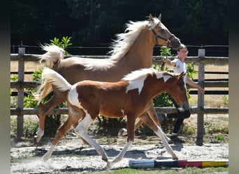 Pintos, Jument, Poulain (04/2026), 154 cm, Tobiano-toutes couleurs