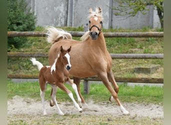 Pintos, Jument, Poulain (04/2026), 154 cm, Tobiano-toutes couleurs