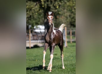 Pintos, Jument, Poulain (07/2025), 155 cm, Pinto
