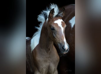 Pintos, Jument, Poulain (07/2025), 155 cm, Pinto
