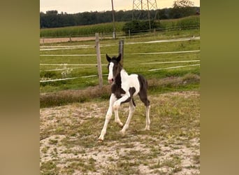 Pintos Croisé, Jument, Poulain (08/2024), 160 cm, Pinto