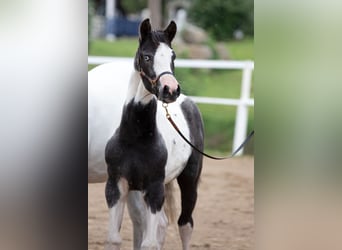 Pintos, Jument, Poulain (03/2023), 165 cm, Tobiano-toutes couleurs