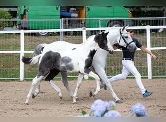 Pintos, Jument, Poulain (03/2023), 165 cm, Tobiano-toutes couleurs