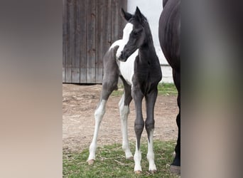 Pintos, Jument, Poulain (03/2026), Pinto