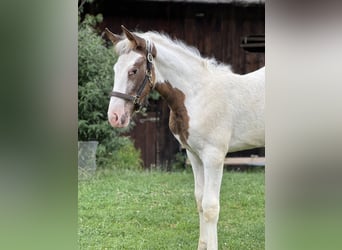 Pintos Croisé, Jument, Poulain (04/2026), Pinto