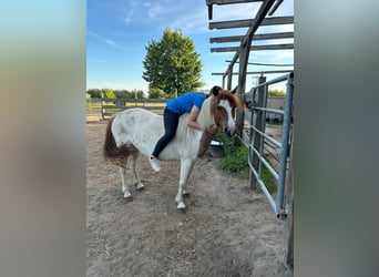 Pintos, Mare, 10 years, 13 hh, Tobiano-all-colors