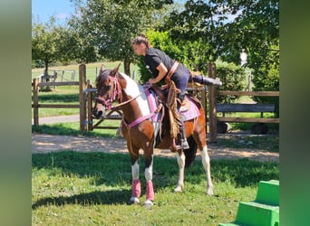 Pintos, Mare, 10 years, 14,2 hh, Pinto