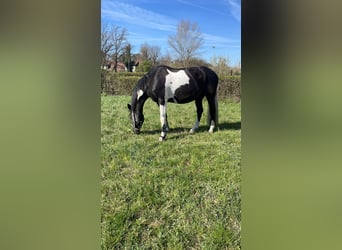 Pintos Mix, Mare, 10 years, 15.1 hh