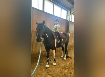 Pintos Mix, Mare, 10 years, 15.1 hh