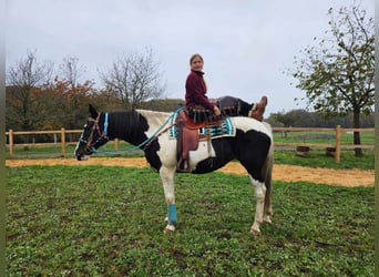 Pintos, Stute, 10 Jahre, 15,2 hh, Schecke