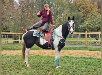 Pintos, Stute, 10 Jahre, 15,2 hh, Schecke