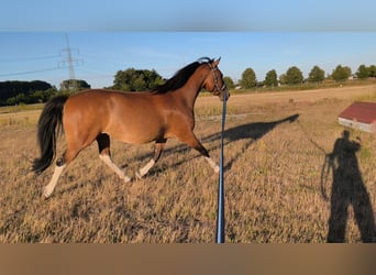Pintos, Mare, 10 years, 15 hh, Brown
