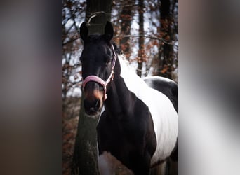 Pintos, Mare, 10 years, 15,2 hh, Pinto