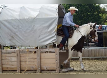 Pintos Mix, Mare, 10 years, 16.1 hh, Pinto