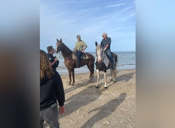 Pintos Mix, Mare, 10 years, 16.1 hh, Pinto