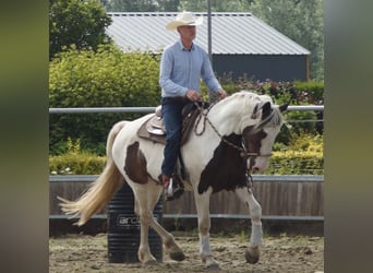 Pintos Mix, Mare, 10 years, 16,1 hh, Pinto