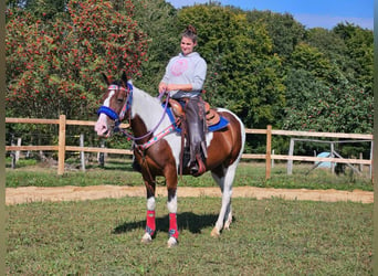 Pintos, Stute, 11 Jahre, 14,2 hh, Schecke