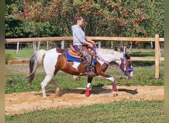 Pintos, Stute, 11 Jahre, 14,2 hh, Schecke