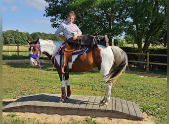 Pintos, Stute, 11 Jahre, 14,2 hh, Schecke