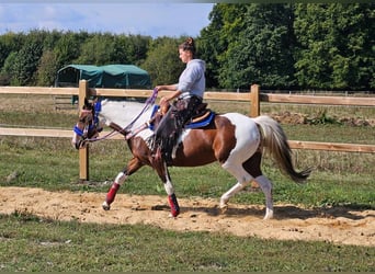 Pintos, Stute, 11 Jahre, 14,2 hh, Schecke