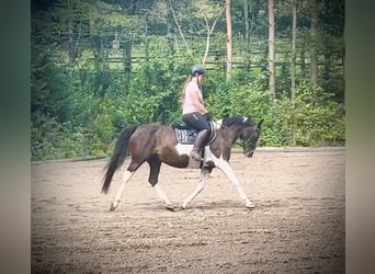 Pintos, Mare, 11 years, 15,2 hh, Pinto