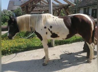 Pintos, Mare, 11 years, 16.2 hh, Pinto