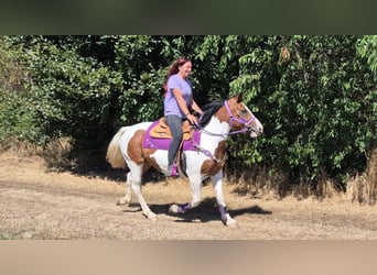 Pintos, Mare, 12 years, 14.2 hh, Pinto
