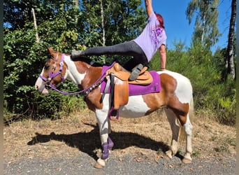 Pintos, Mare, 12 years, 14.2 hh, Pinto