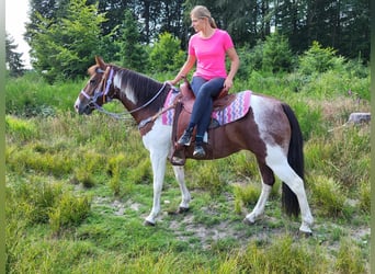 Pintos, Mare, 12 years, 15 hh, Pinto