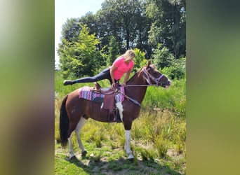 Pintos, Mare, 12 years, 15 hh, Pinto