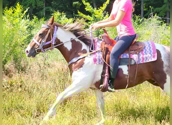 Pintos, Mare, 12 years, 15 hh, Pinto