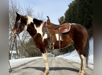 Pintos, Mare, 12 years, Pinto