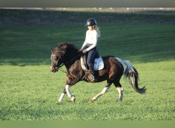 Pintos Mix, Mare, 13 years, 13.3 hh, Pinto